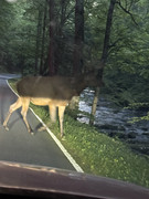 [Image: IMG-1313.jpg]