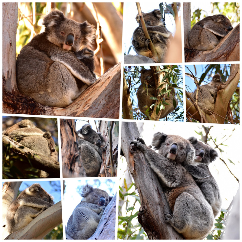Australia (I): toma de contacto - Blogs de Australia - Kangaroo Island (26)