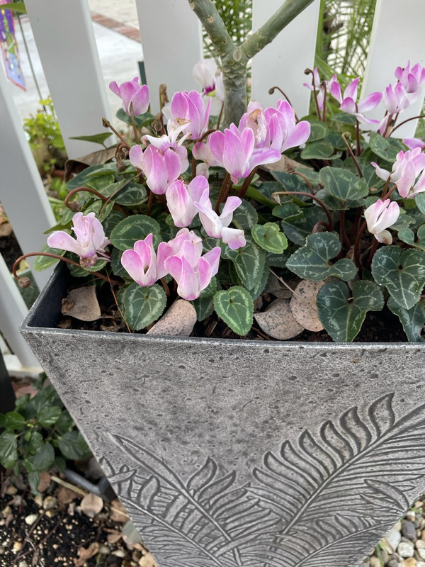 C09A2670-388C-442A-8568-250DE0401CCA_1_105_c