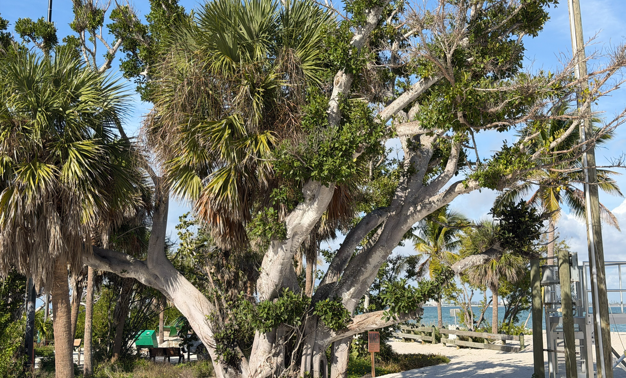 [Image: Sanibel-Light-House7.png]