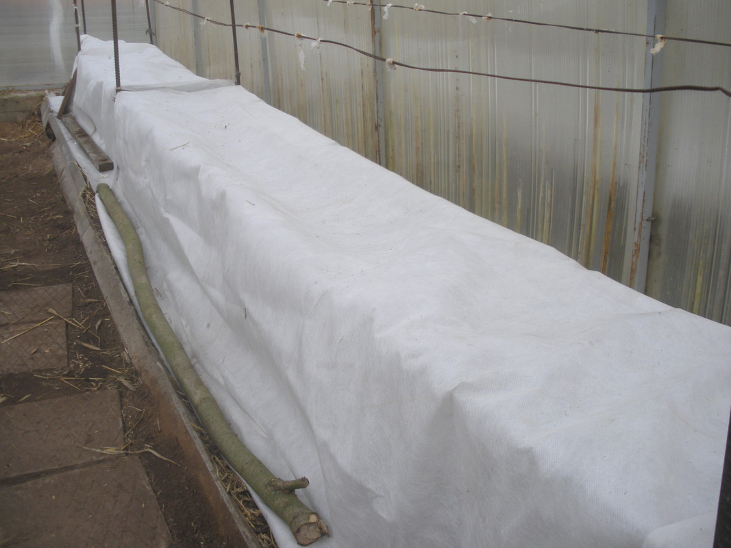 ?анне-весеннее укрытие-3 в пк теплице, март 2019