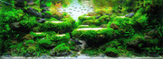 Beautiful aquascape background