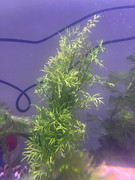 WhatsApp Image 2025-08-17 at 00.36.13