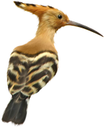 0_17d595_ea19fd9d_X5L