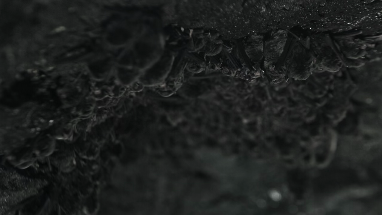 vlcsnap 2025 11 26 03h07m46s859