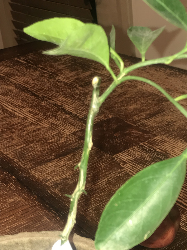 D889CB77-2CB6-4791-8469-8B56BCC7BA97