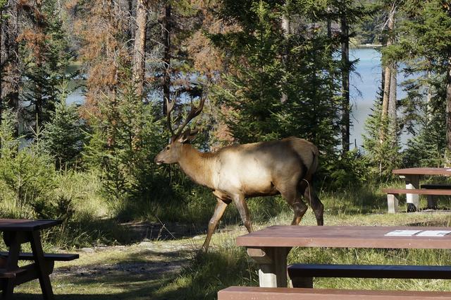 Vancouver y Rocosas Low Cost: Dos semanas por lo mejor de Canadá - Blogs de Canada - Día 6: Jasper y alrededores (8)