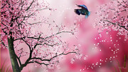 sakura-flowers-firefox-persona-cherry-blossoms-pink-abstract-wallpapers-wallpaper