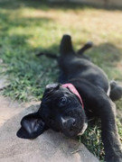 Luna-Van-der-Westhuizen