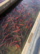 [Image: IMG-0674.jpg]