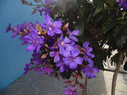 30.4.suburban blooms IV