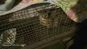Missy-trap-3