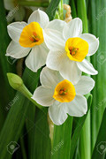 12191936-narcissus-flowers.jpg