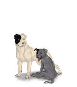 pittiepupadultblacksmallhalfleft