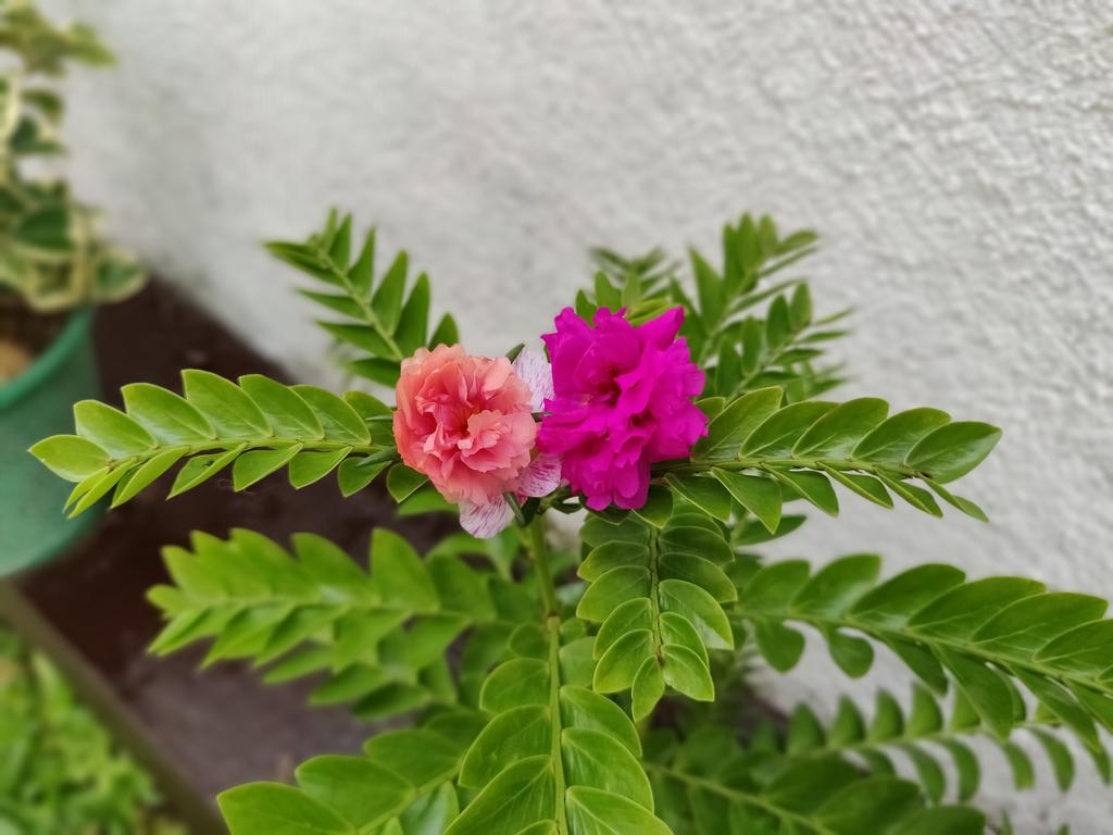 IMG-20181208-091048-Bokeh.jpg