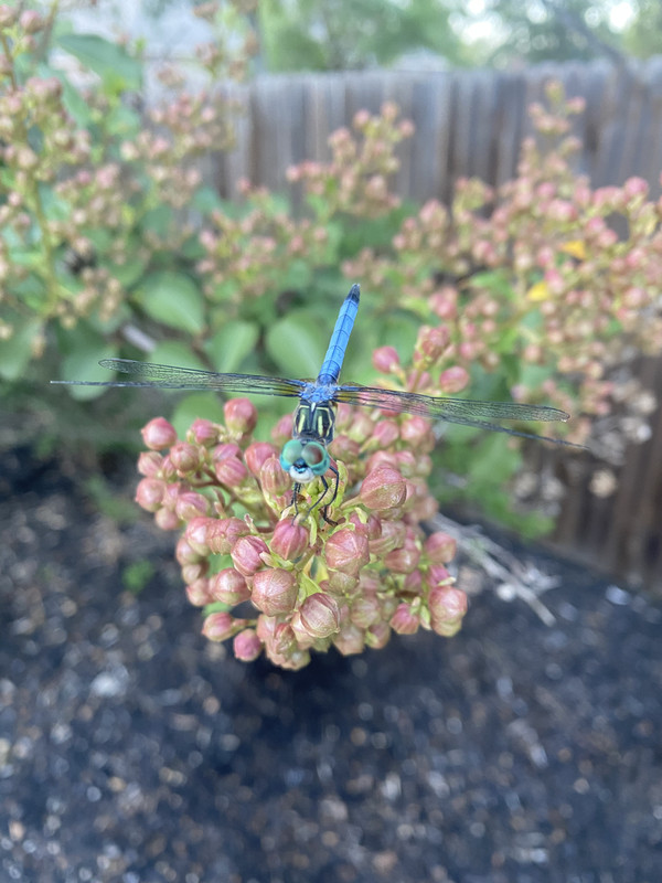 6-ECD666-C-55-A9-4348-BB89-6-C764786-C0-