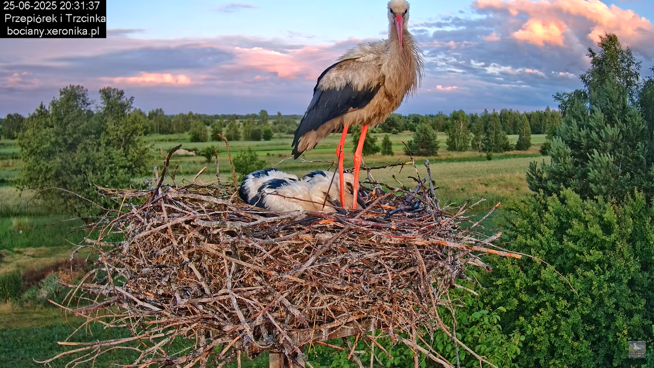 25062025bociany47