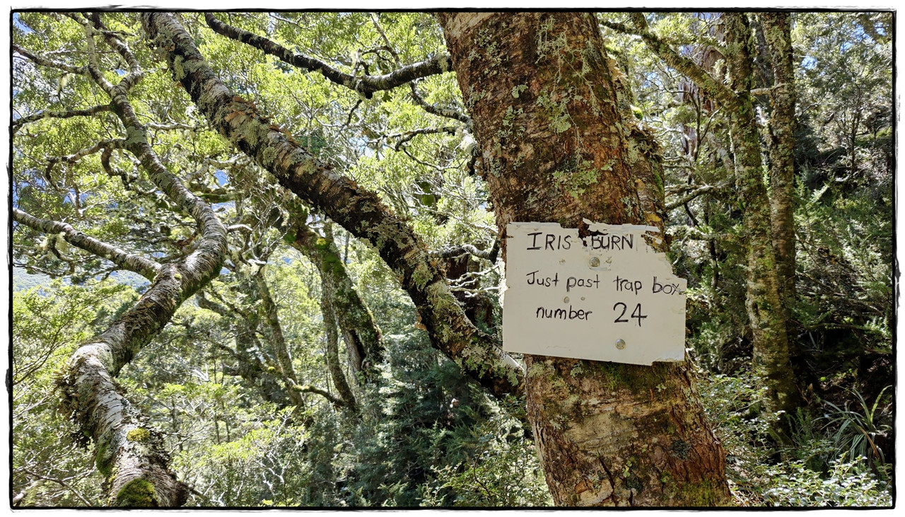 Fiordland NP: Kepler Track (febrero 2022) - Escapadas y rutas por la Nueva Zelanda menos conocida (43)