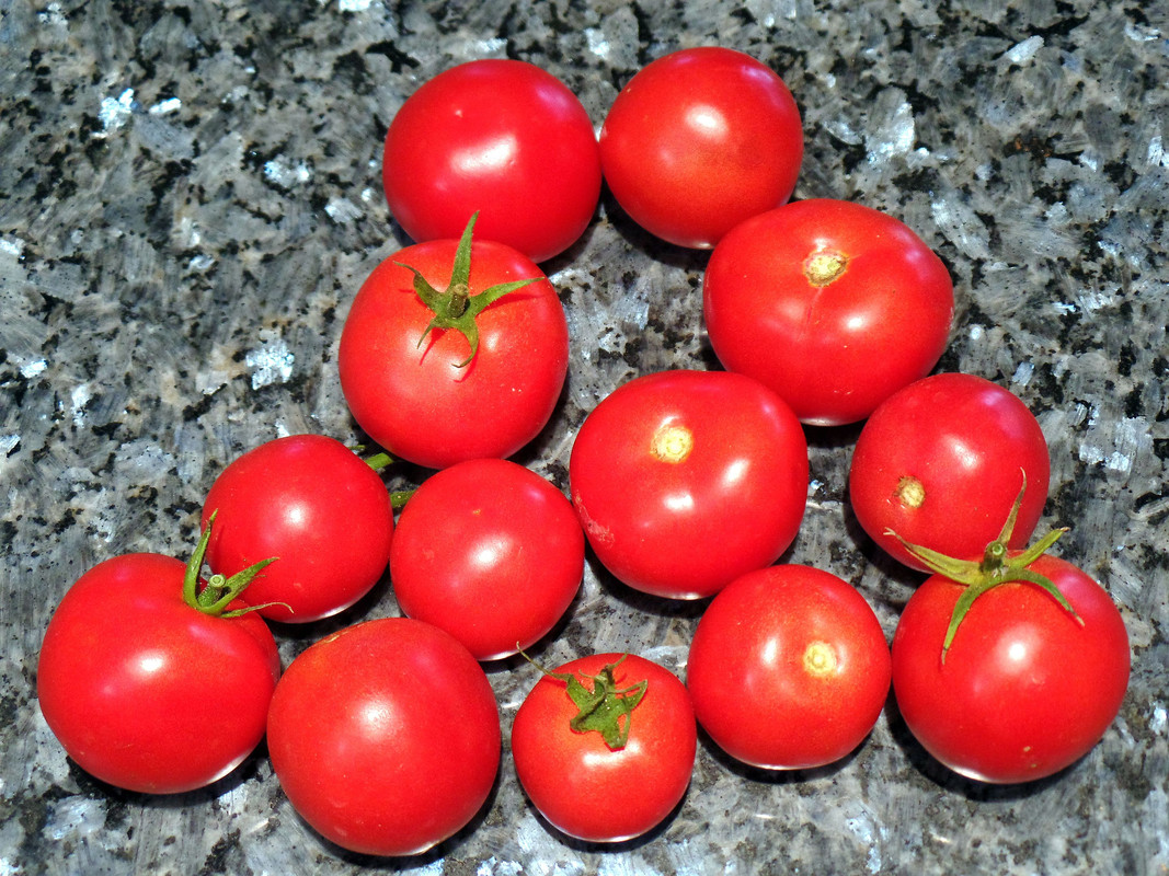 TomatosJan2017