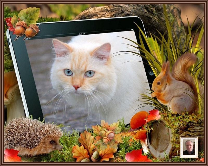 MOOIE-KATER-2