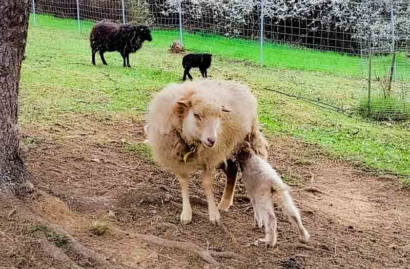 Rožňavské ovečky sa rozrástli a boli aj ocenené