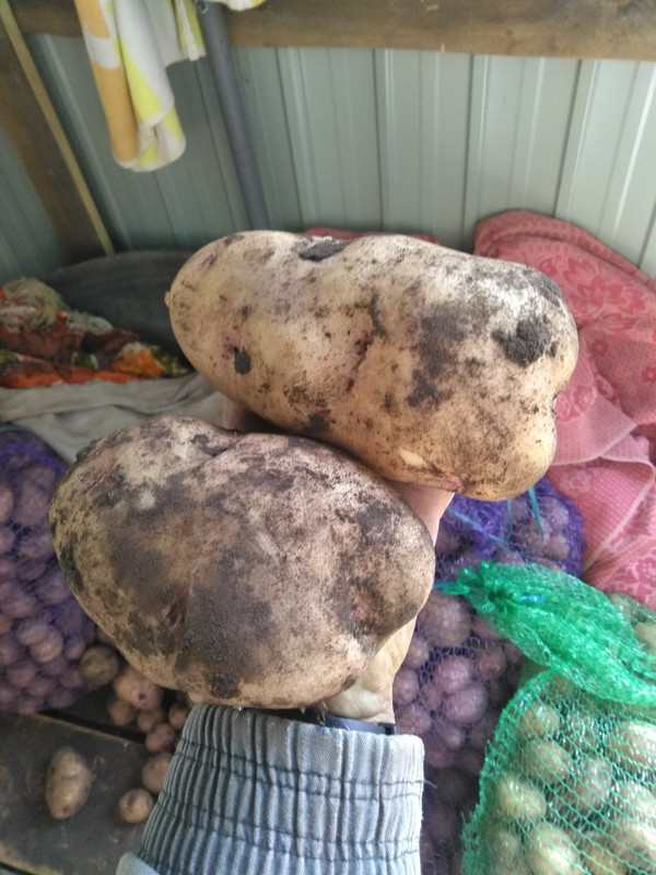 изокартофель4