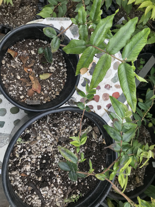 EAA50CBF-2F1D-43B3-8879-0DA87015696C