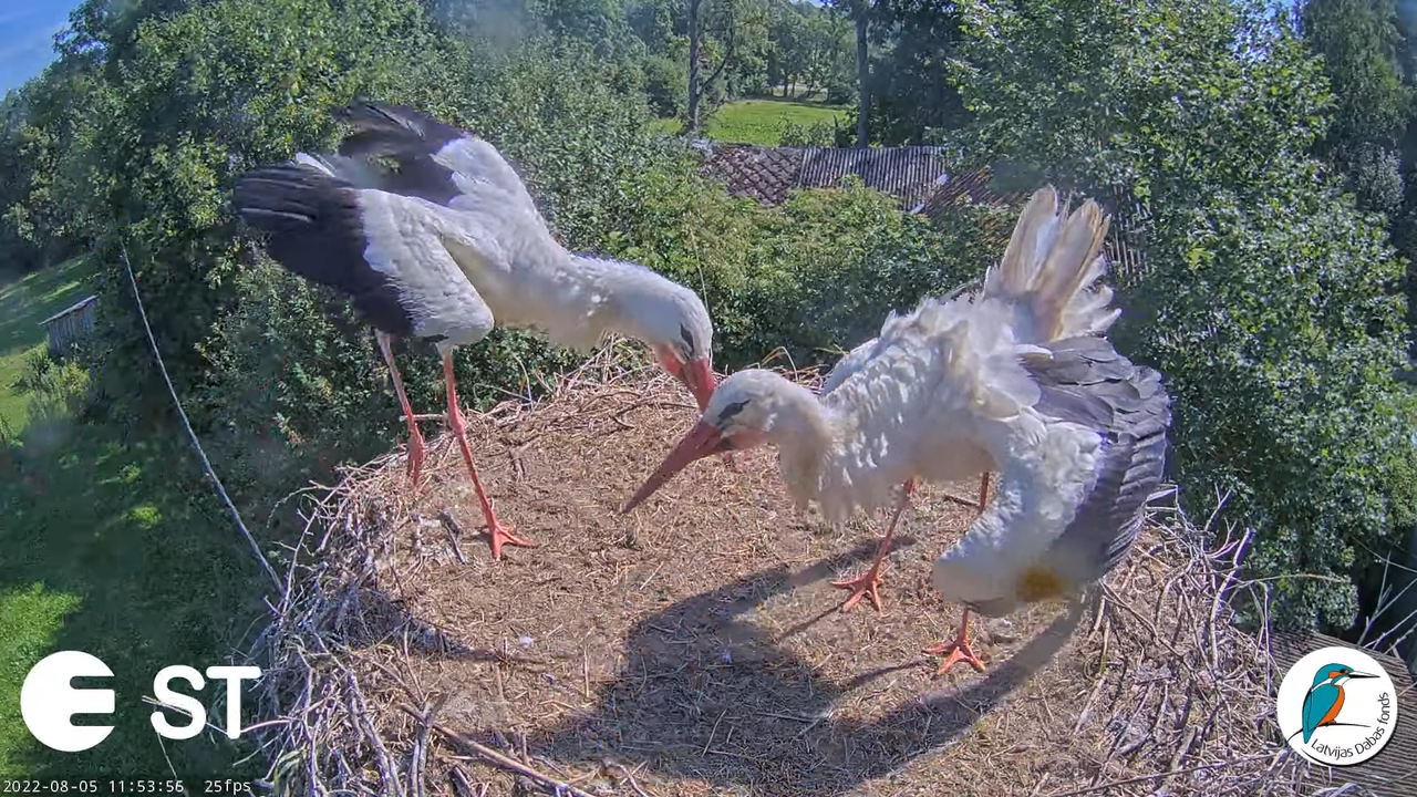 Baltie stārķi (Ciconia ciconia) Tukuma novadā - LDF tiešraide __ White storks in Tukums, Latvia 2-56