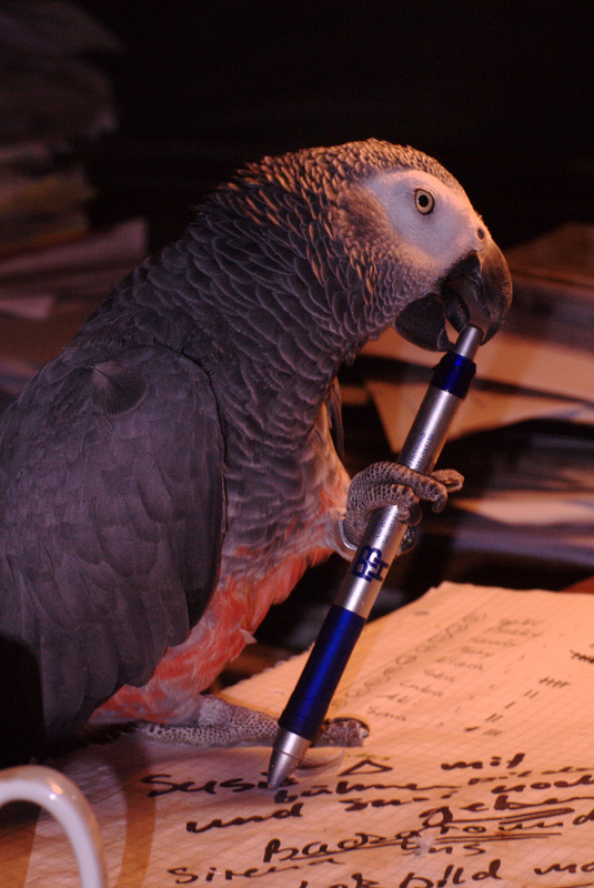 [Bild: Vogel-Im-Buero.jpg]