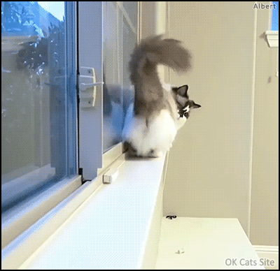 Funny-Cat-GIF-Albert-Baby-Cat-moonwalking-backwards-like-a-boss.gif