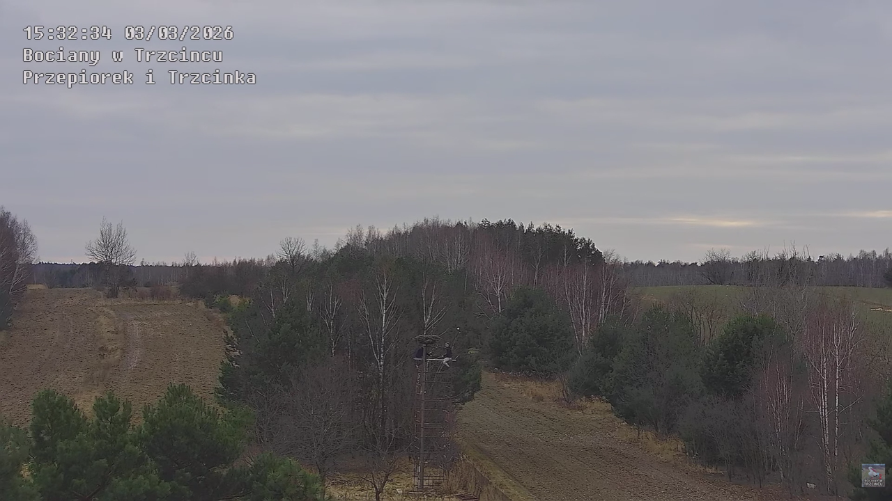 03032026 Prace przy gnieździe 6