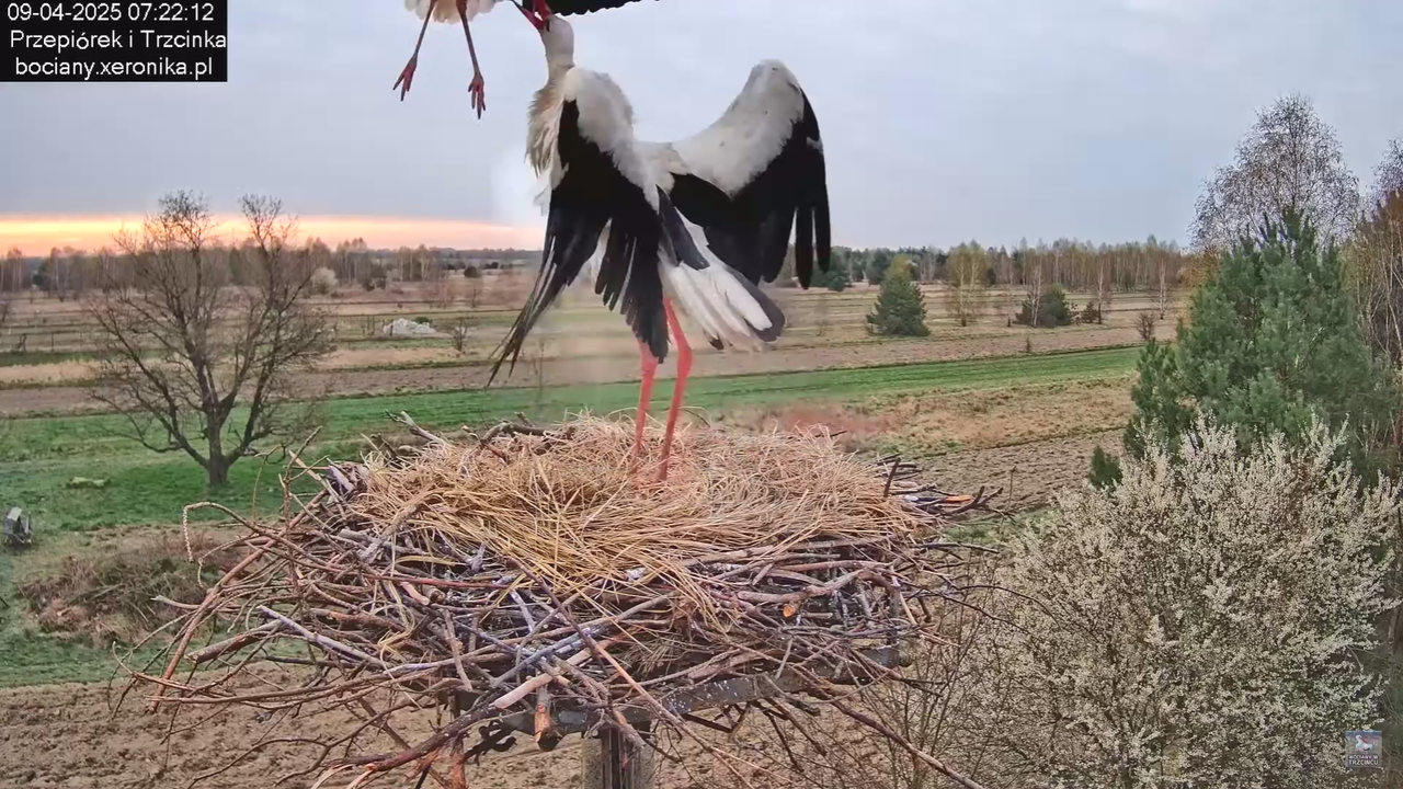 09042025bociany_23
