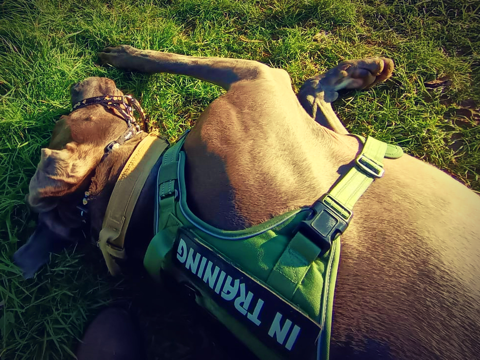 Walking Scooby
