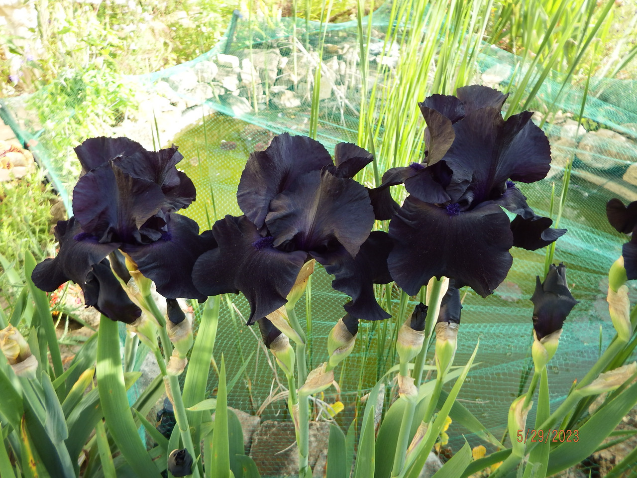 Schwertlilie blau schwarz