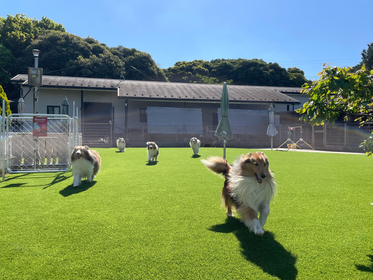 広いグラウンドで過ごすシェルティたち