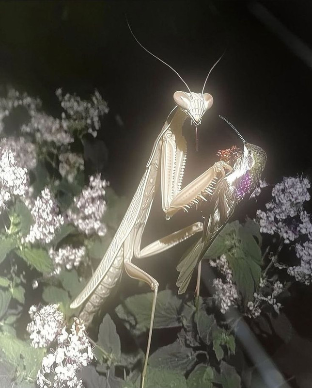 Insectus terrifianus