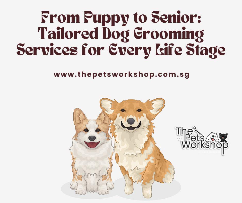 From Puppy to Senior: Tailored Dog Grooming Services for Every Life Stage — The Pets Workshop