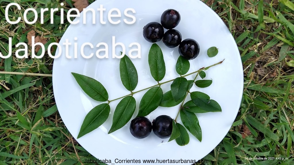 Huertasurbanas_com-IMG_20211030_164336638_HDR_2.jpg-20211030_184628Jaboticaba_Corrientes