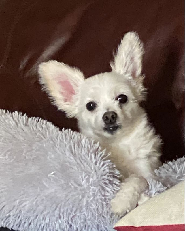 Jogogal & Stella 3-2020 (1)