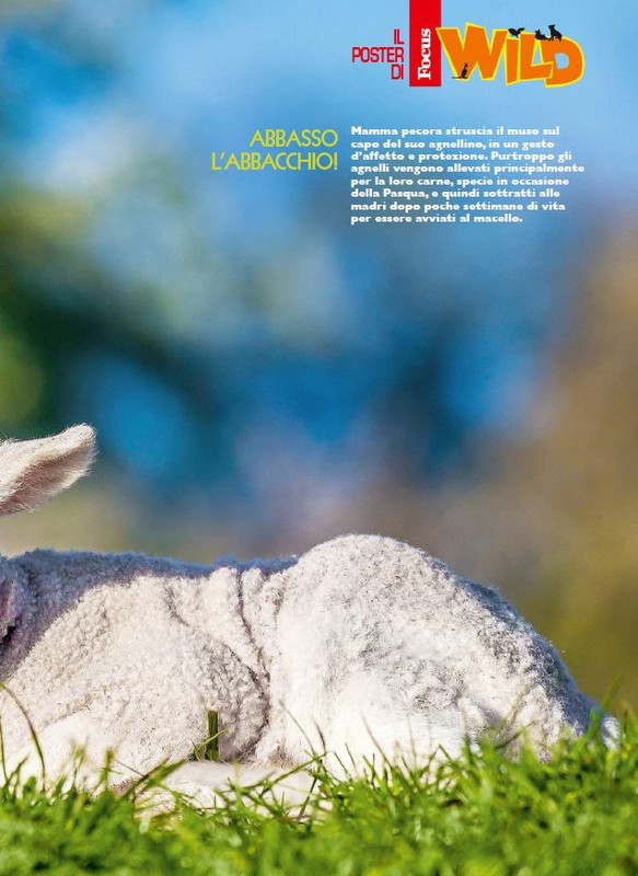 Foc Wil - Mag 2023 (8)