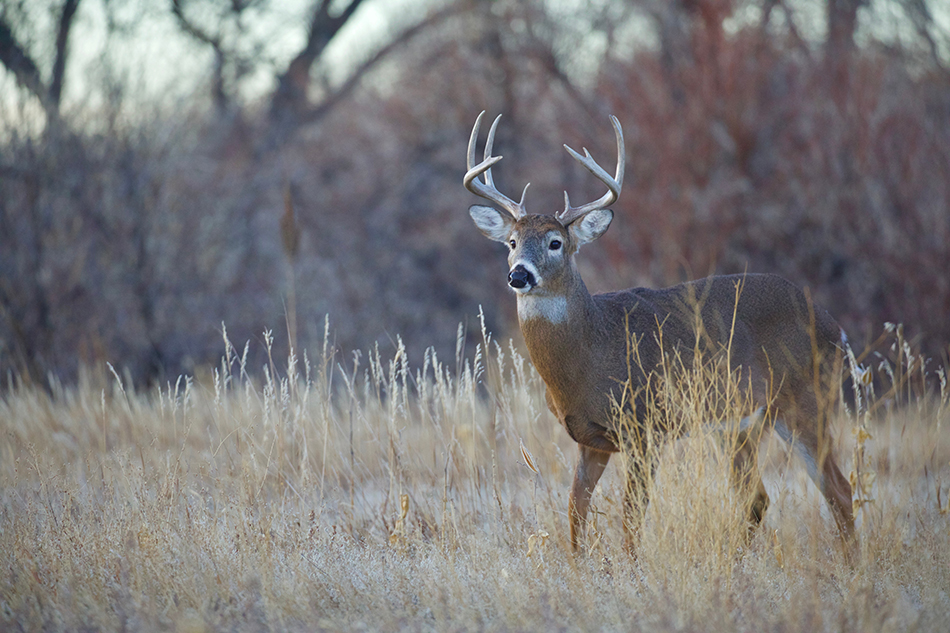 white-tail-deer.jpg