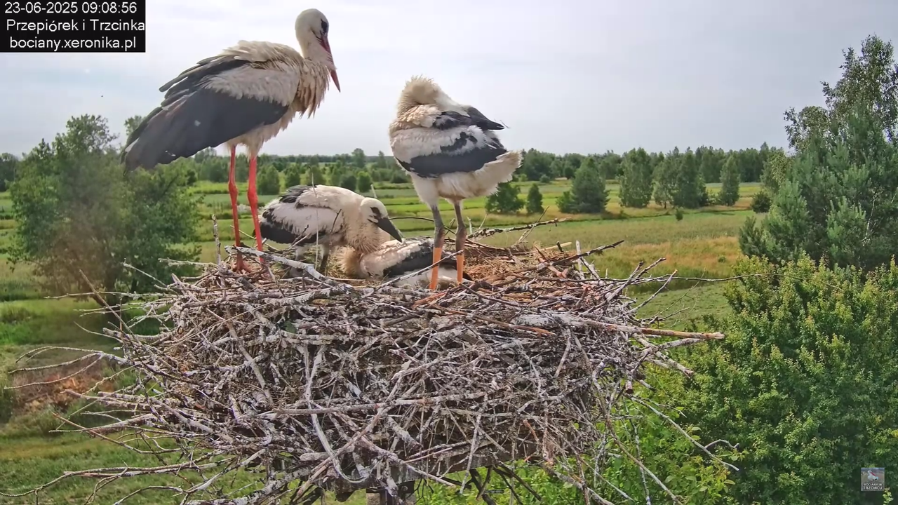 23062025bociany18
