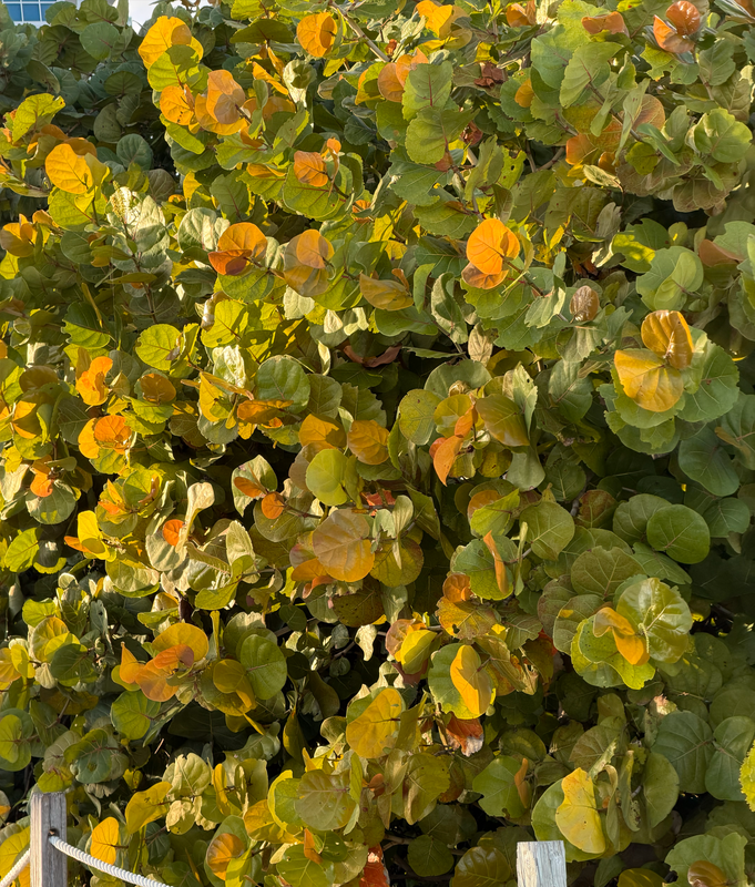 [Image: South-Pointe7.png]