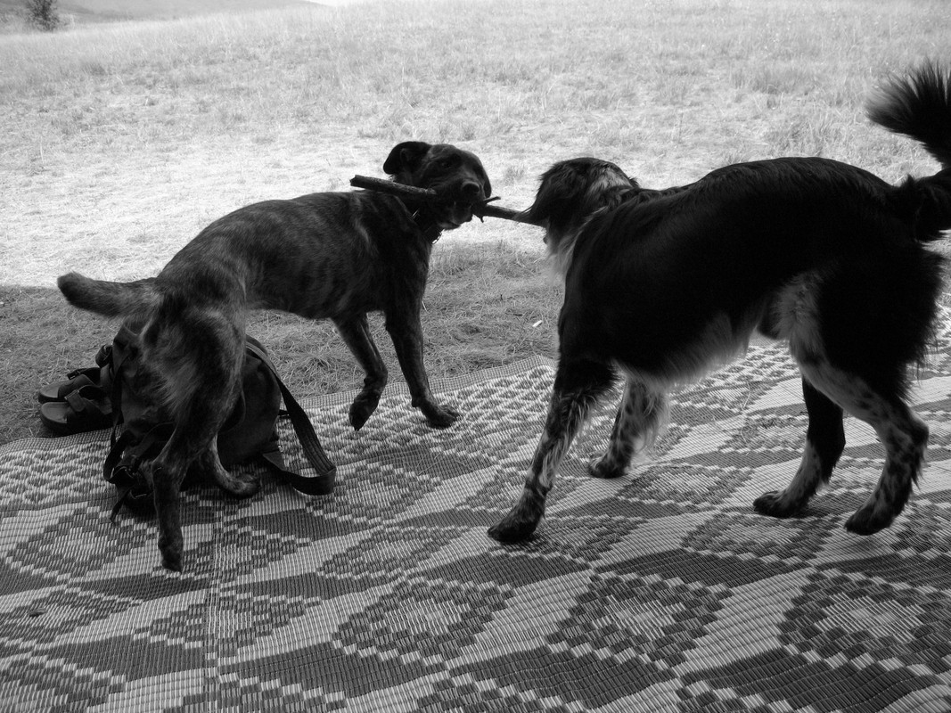 ADP System - Zelezniza 2009 (39)