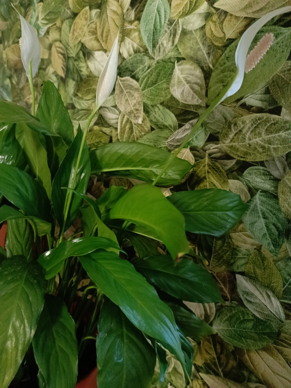 IMG_20231119_123232_612