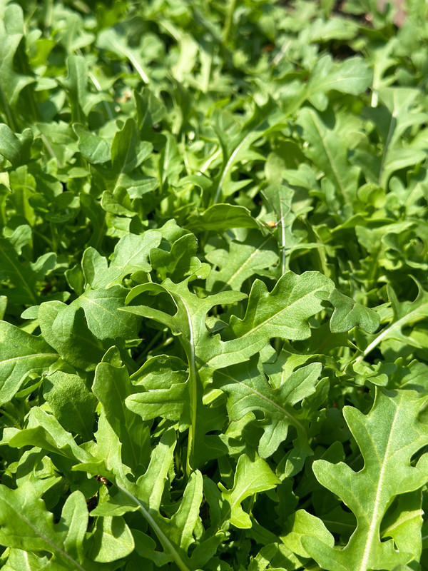 garden-1.jpg