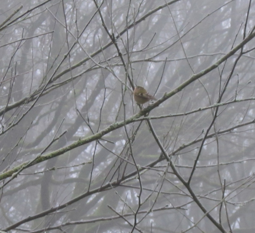 goldcrest — Postimages