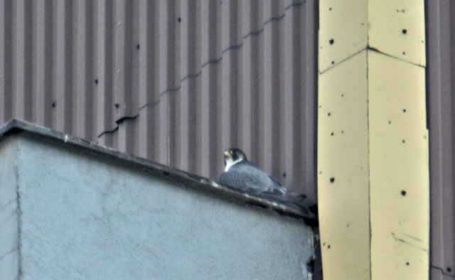 WARSZAWA PGNIG TERMIKA ŻERAŃ Przechwytywanie-w-trybie-pe-noekranowym-23-07-2021-231120