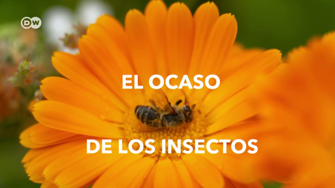 El ocaso de los insectos (2019) webdl 1080p latino