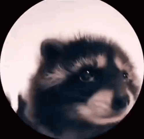 IMG-f1a412a6-30e1-4996-87d1-6d46a4a4cdb7.gif